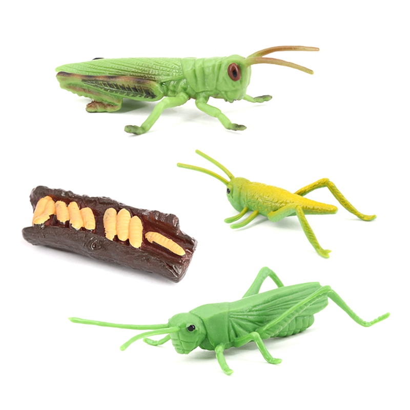 B9Simulation Locust Animal Life Cycle,Insect Growth Cycle Model Locust Animals Growth Cycle Model Ed