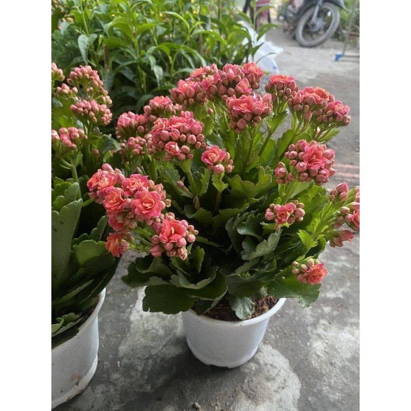 Hoa sống đời thái