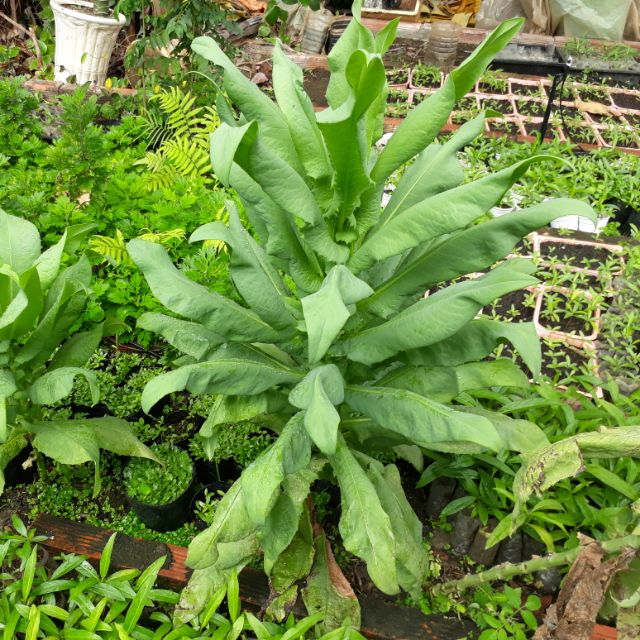 Hạt giống Bồ công anh VN