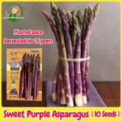 Fresh Organic Sweet Purple Asparagus Seeds for Planting High Yield F1 Asparagus Seeds Garden Seeds Legit Vegetable Seeds Veggies Seedlings Balcony Potted Asparagus Live Plant Seeds Bonsai Vegetables Seeds for Gardening Easy To Grow Plants