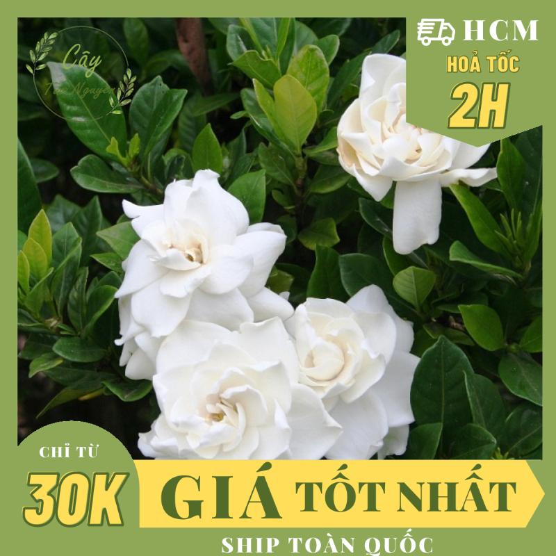 Cây hoa lài tiểu thơ , siêu thơm hoa to ,, hoa giống cảnh sân vườn, dễ trồng rẻ, nở quanh năm