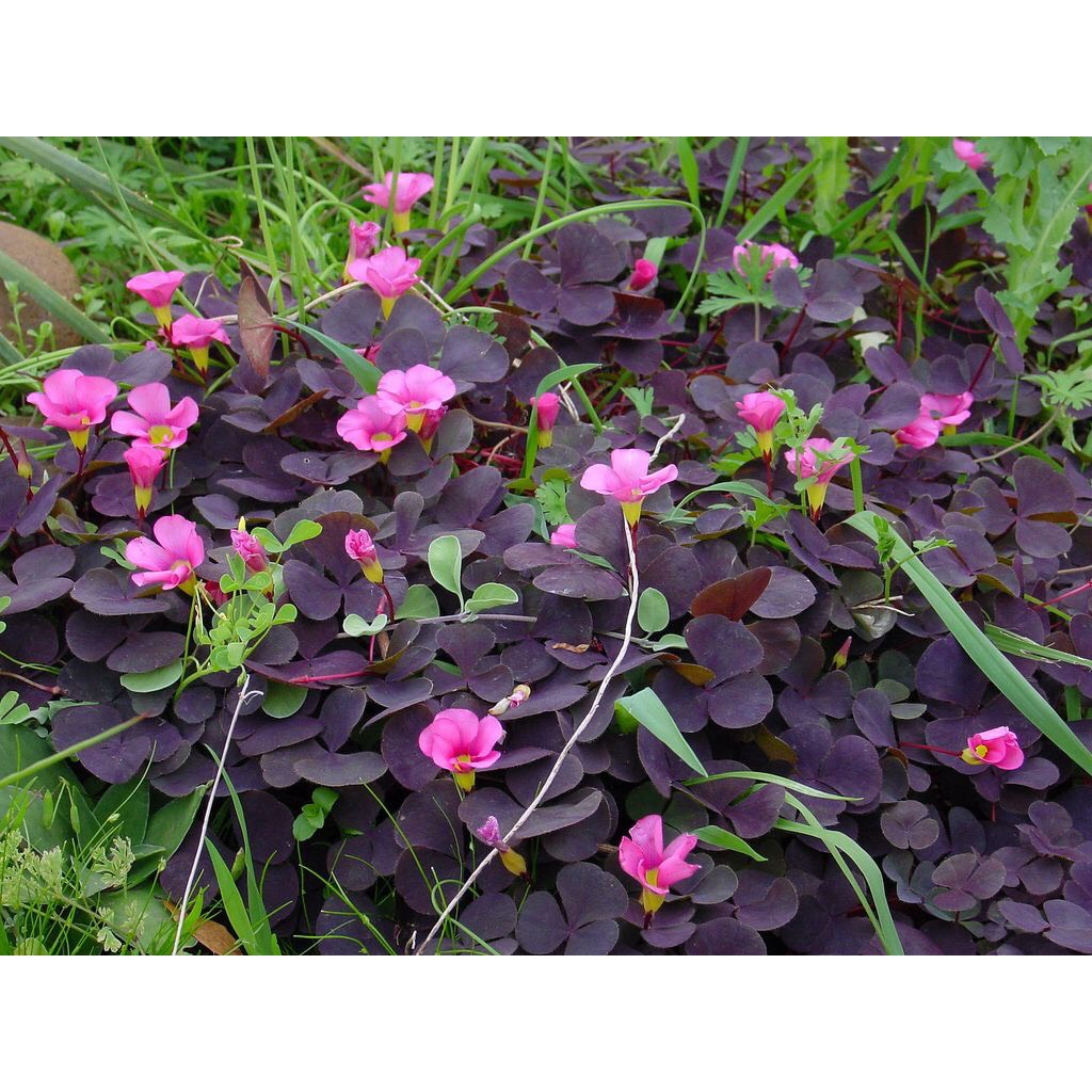 Củ hoa Oxalis Purpurea Garnet - Giống Hoa Cảnh Nhập Khẩu