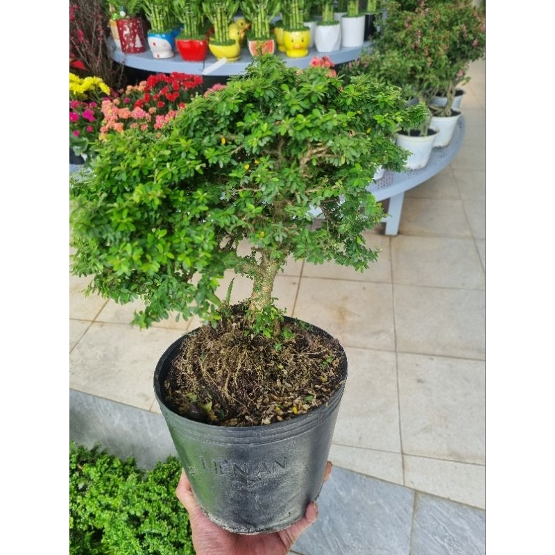 Cây linh sam bonsai - linh sam hạt gạo, hoa tím - cây bonsai để bàn