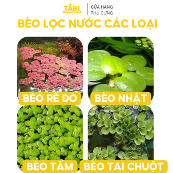 Bèo Tấm, Bèo Nhật, Bèo Rể Đỏ, Bèo Tai Chuột Lọc Nước Hồ Cá, Bể Cá 7 Màu Tự Nhiên [BÈO]