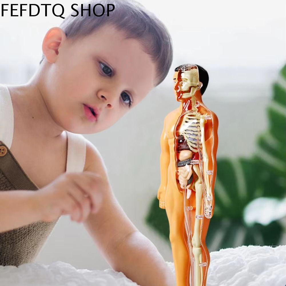 FEFDTQ Trong suốt Mô hình thân người 3D Ma-nơ-canh tự làm Nhựa Mô hình bộ xương trẻ em Dụng cụ dạy học cơ quan Giải Phẫu Xây Dựng Đồ chơi giải đố khoa học nhận thức Học tập sớm