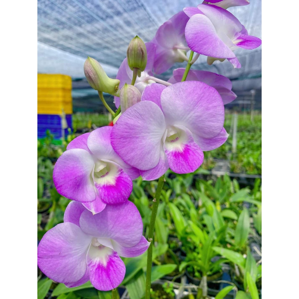 Hoa Lan Dendro Big Pink lai hồ điệp bông to, chậu cây trưởng thành, nhiều thân