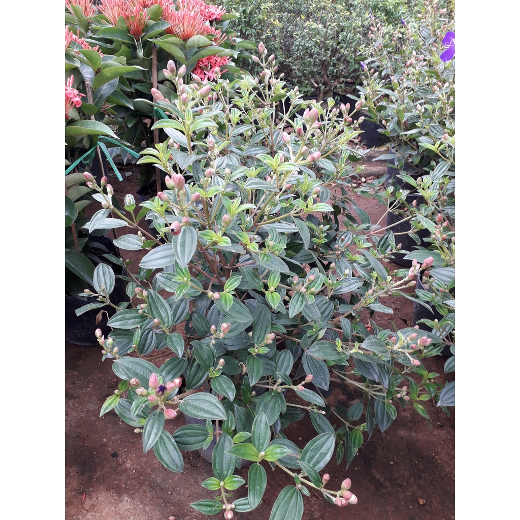 Cây sim tím( cây mua thái) - cây cảnh