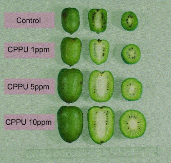 Cytokinin CPPU KT-30 1% (Tăng kích thước trái cây) Forchlorfenuron gói 100g