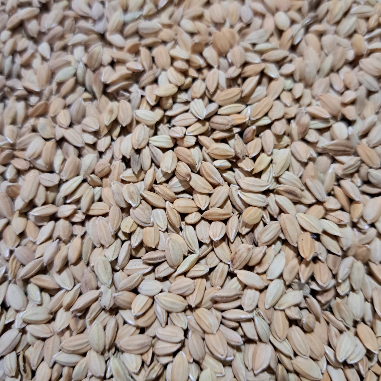 Lúa tròn lúa nhật cho gà đá, hạt lúa tròn mập dùng tốt cho gà nòi gà che túi 1kg