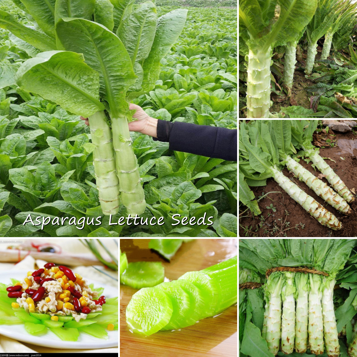 Lettuce Seeds - Best Price in Singapore - Aug 17  Lazada.sg