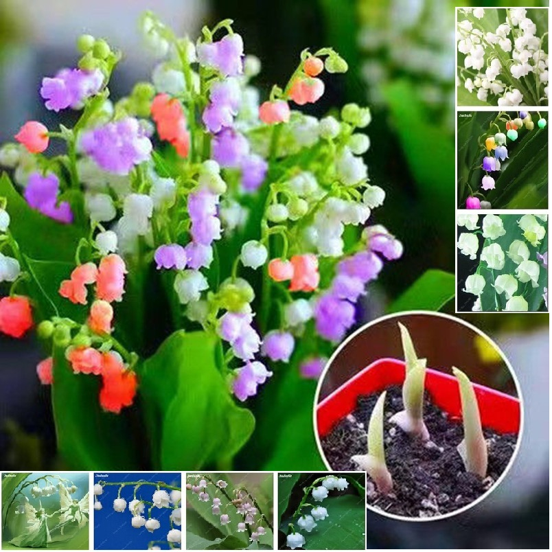 20 Hạt Giống hoa linh lan Nhiều Màu - loài hoa thơm nhất thế giới mix màu - Giống Hoa Cảnh Nhập Khẩu