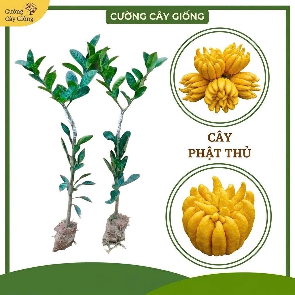 Cây Giống Phật Thủ Cây Ghép Chuẩn - Quả Đẹp Trưng Tết Tài Lộc