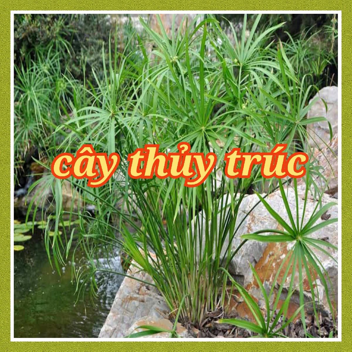Cây thủy trúc - cây trồng thủy sinh bán cạn