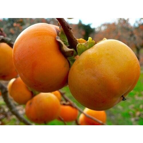 Cây giống Hồng vuông giòn Nhật Bản Fuji siêu ngọt, không hạt, không chát