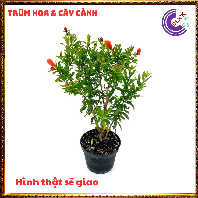 Cây Lựu Kiểng Làm Bonsai Mini Giao Cây Nguyên Bản💍 TRANG TRẠI CÂY GIỐNG