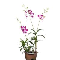 Dendrobium Orchid Bon Potted Flower Plant - Fresh Gardening Indoor Plant Outdoor Plants for Home Garden