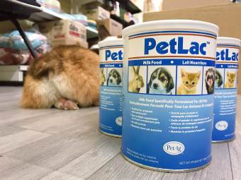 SỮA BỘT CHO CHÓ & MÈO CON PETLAC [PET UNIVERSE]