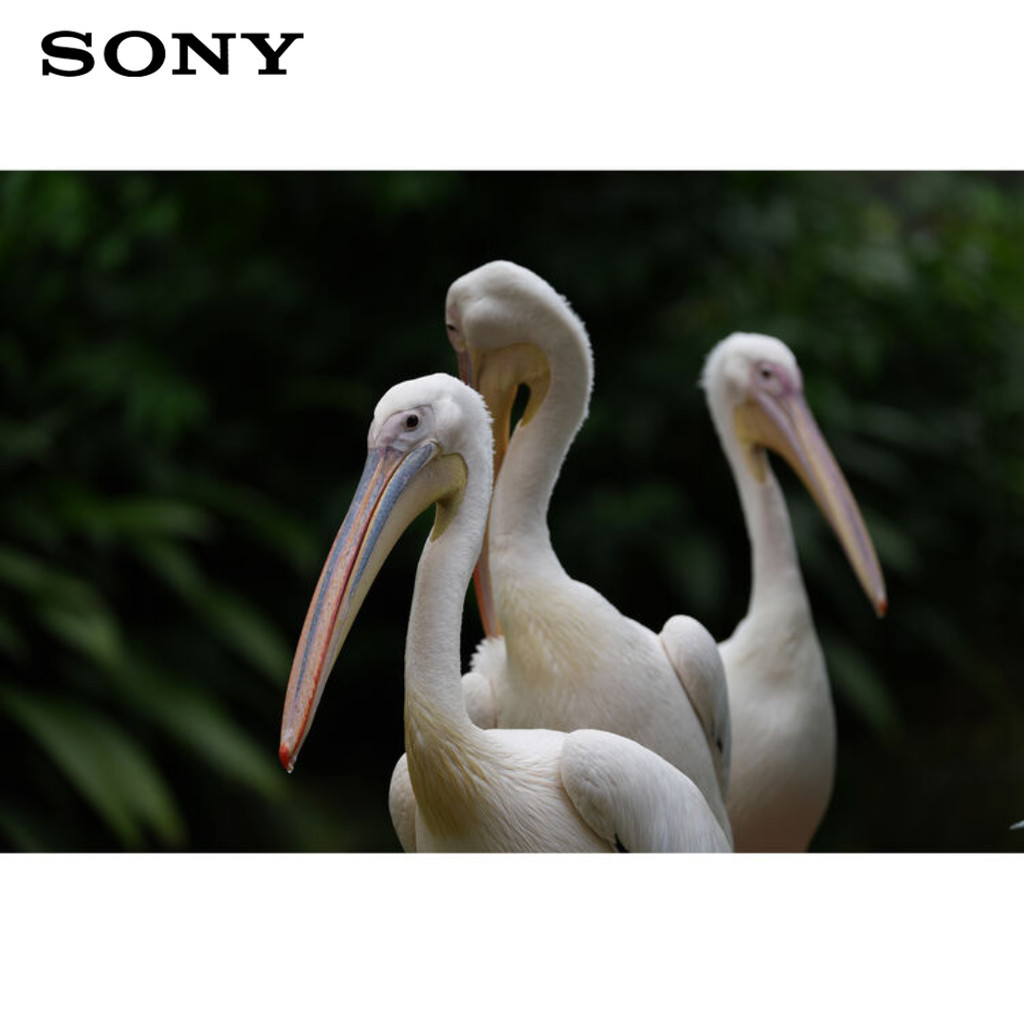 Sony a7R VI Mirrorless Camera | 66.8MP | 8K30p