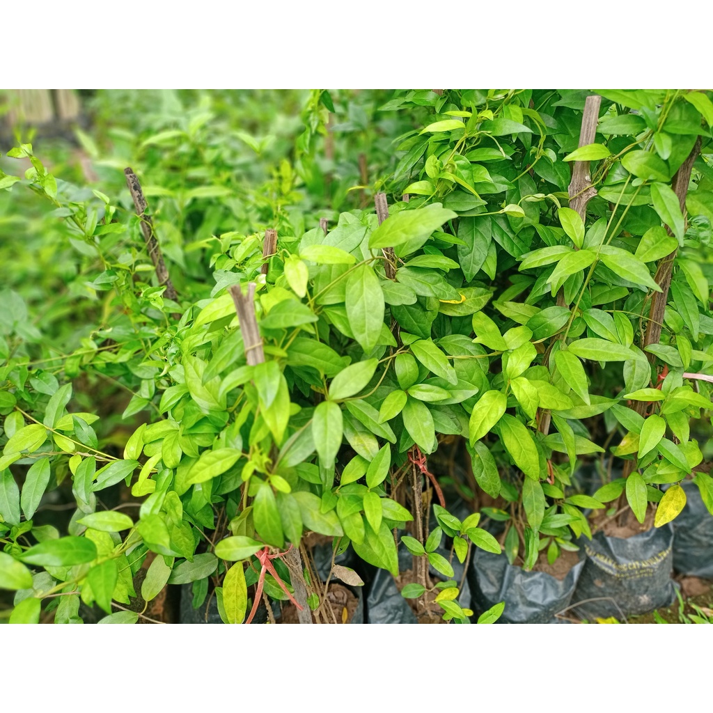 Cây thìa canh lá nhỏ giống