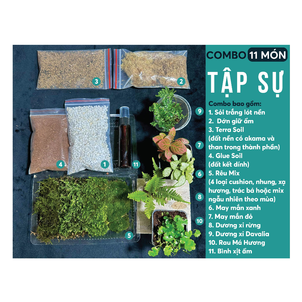 Combo Terrarium 18 món cho người mới chơi Combo rêu Combo cây Terrarium Tổng hợp cây dễ chơi Terrari