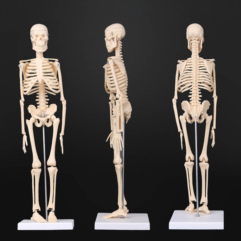 45CM 20Cm Anatomical Anatomy Human Skeleton Model Learn Aid Anatomy