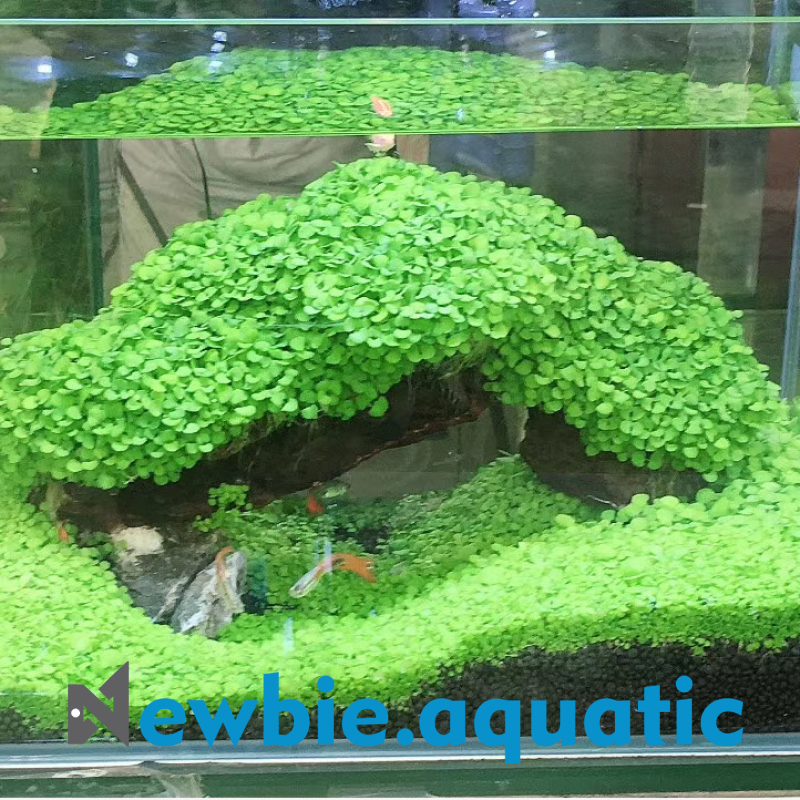 Hạt cỏ thuỷ sinh các loại (Trân châu ngọc trai mini , Trân châu ngọc trai 2 lá lớn , Ngưu mao chiên )