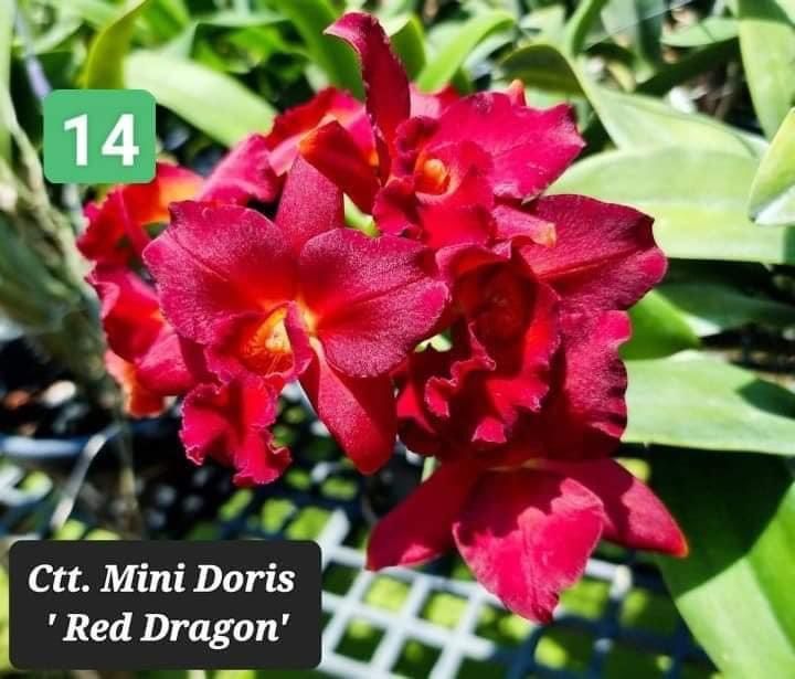 [Có bảo hành]lan cattleya mini doris red dragon chậu trưởng thành sắp có hoa bụi lùm