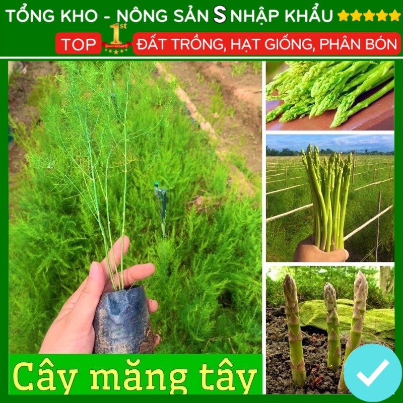 Hạt giống măng tây xanh trồng quanh năm cao sản F1 nảy mầm nhanh tỉ lệ nảy mầm cao [ gói 60 hạt]