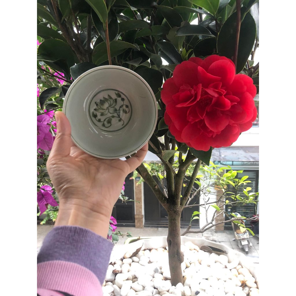  cây giống hoa trà my " tứ quý " đỏ kép cây giống size lớn cực đẹp 