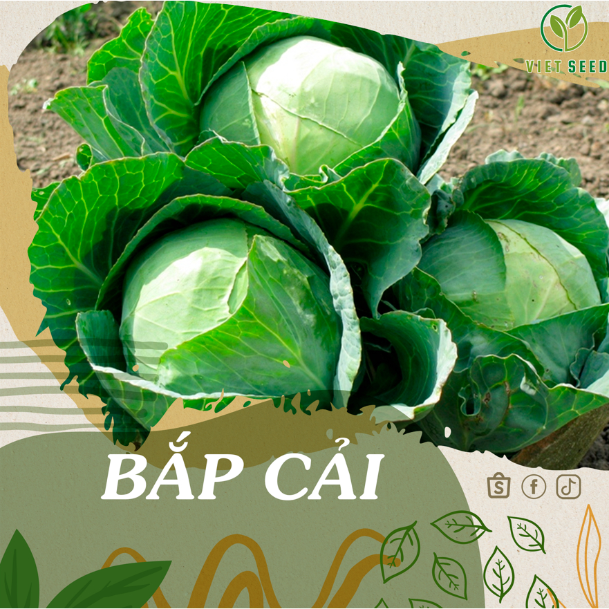 450 Hạt Giống Bắp Cải Xanh - Hạt Giống 4 Mùa