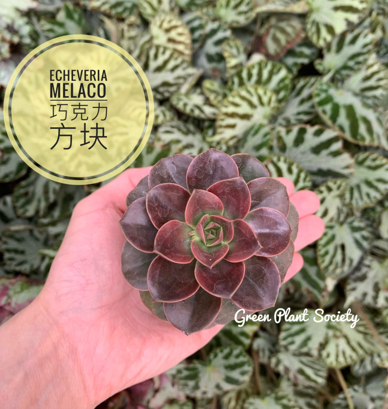 GPS X 90s Greenovation - Live Succulent - Echeveria Melaco 巧克力方块