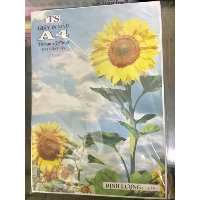 Bìa thái A4 trắng 250gsm
