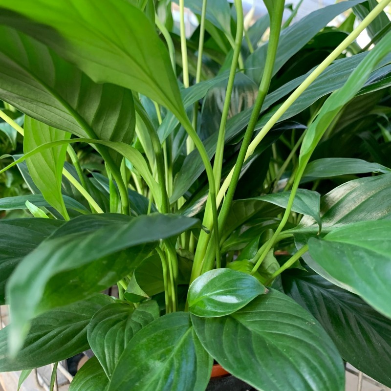 Spathiphyllum Wallisii, Peace Lily