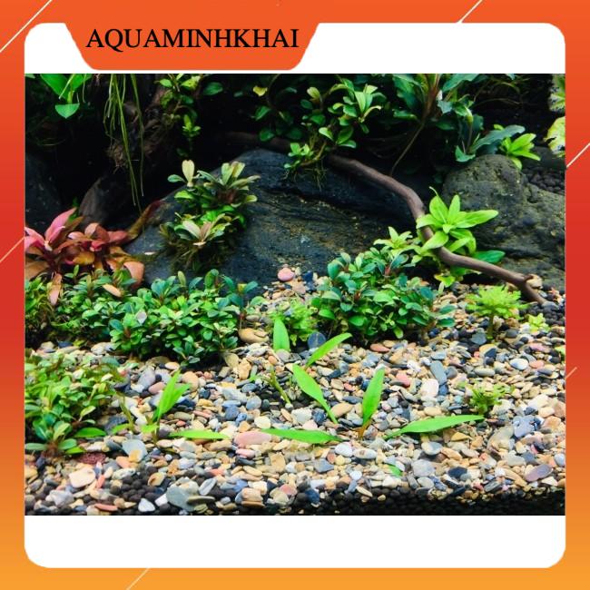 1kg sạn suối/ sỏi suối nhà Farm trải nền thuỷ sinh