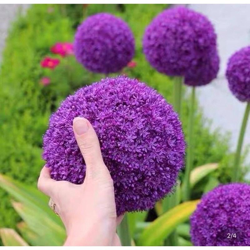 Củ hoa cầu tuyết chuẩn hoa tết - Giống Hoa Cảnh Nhập Khẩu