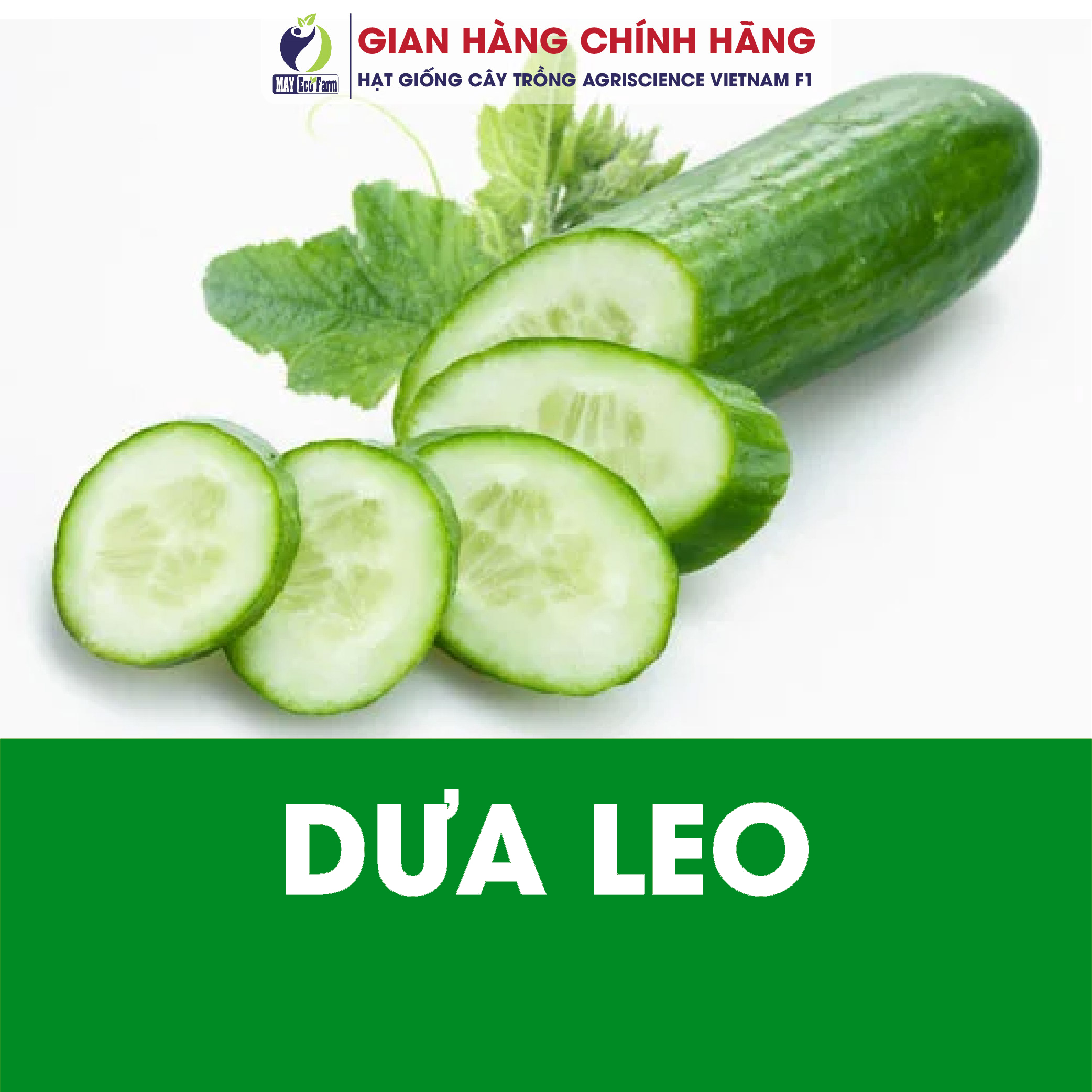 Hạt Giống Dưa Leo Dưa Chuột Nhật Dưa Leo Baby Chùm  - h2t farm