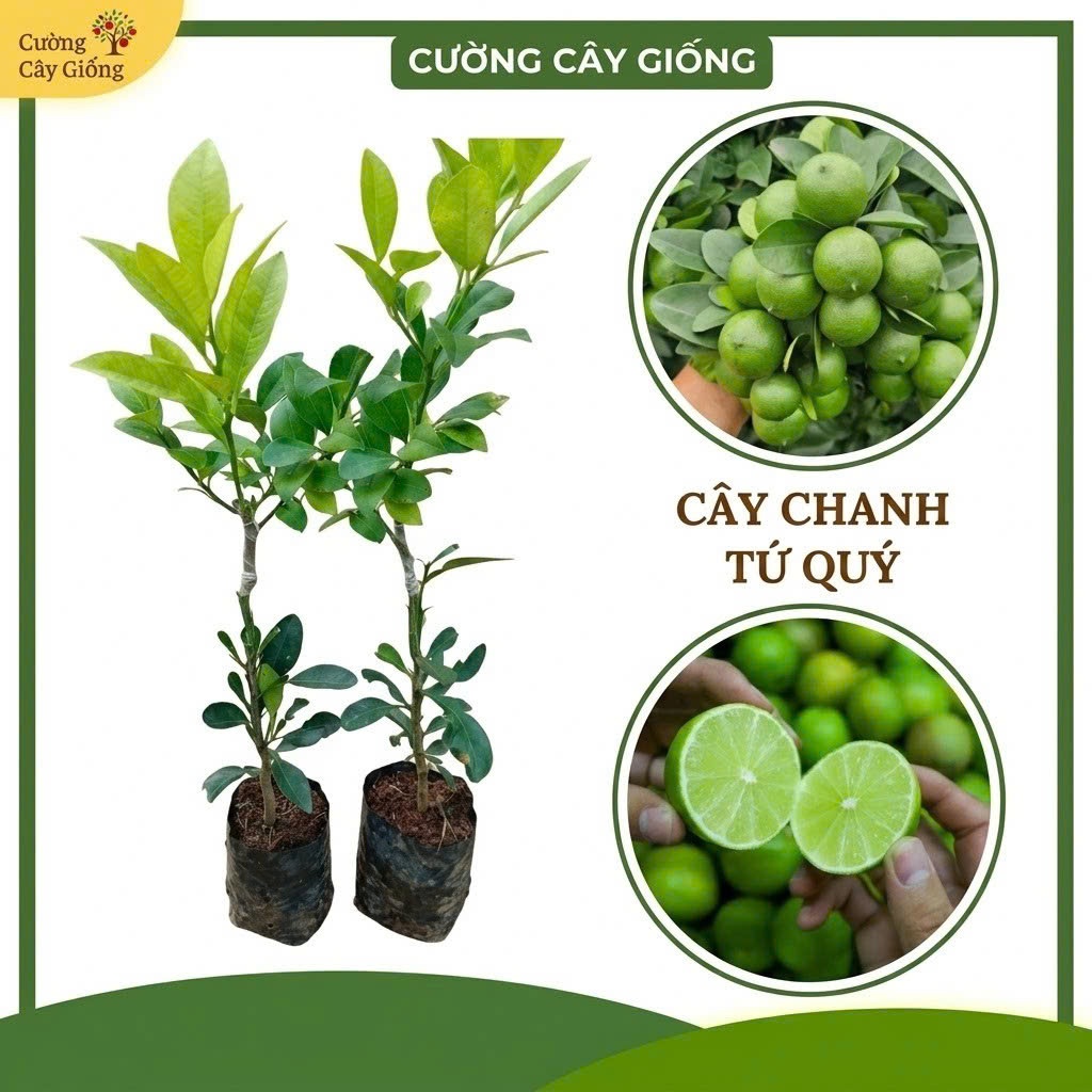 Cây Giống Chanh Tứ Quý Quả Sai Quanh Năm Nhiều Nước - Cây Ghép Khỏe Bầu Đất Chắc Chắn