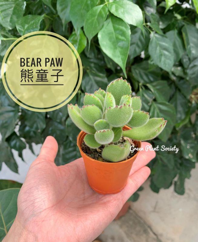 GPS X 90s Greenovation - Live Succulent - Cotyledon Tomentosa (Bear Paw) 熊掌