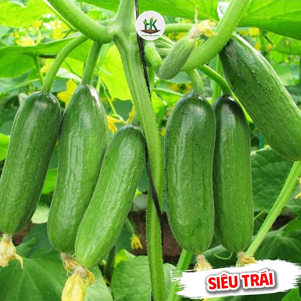 Hạt giống Dưa Leo Baby F1 , Dưa Chuột Chùm Siêu Trái, ăn giòn và ngọt, không đắng - HK Seeds