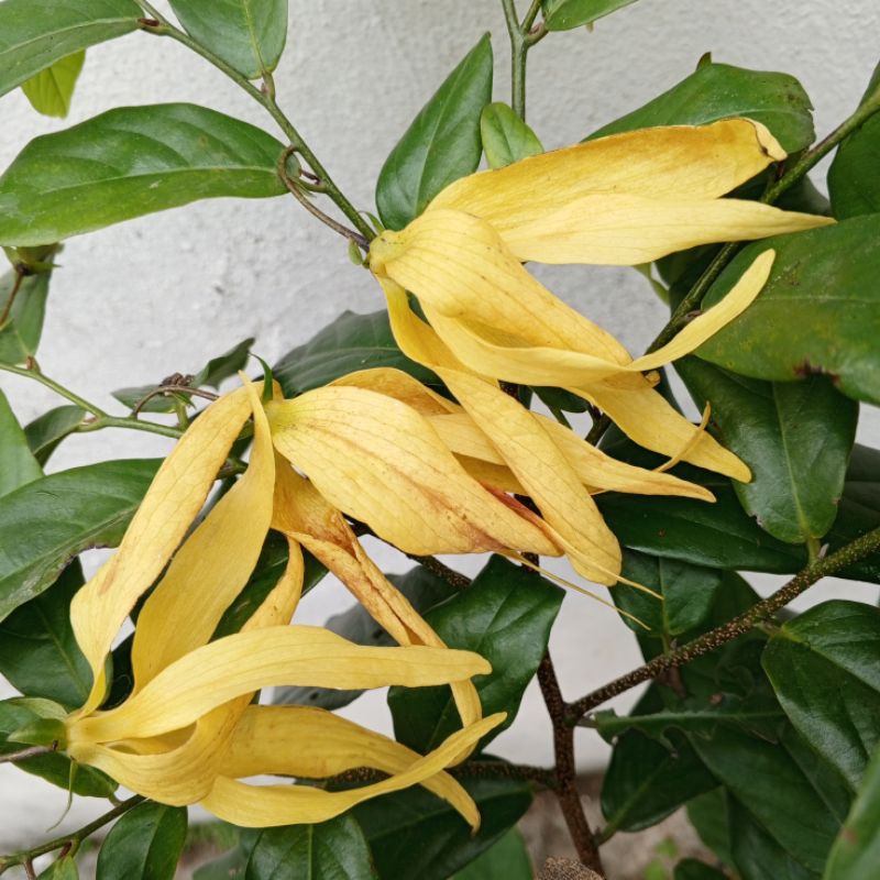 Cây hoa Dẻ thơm