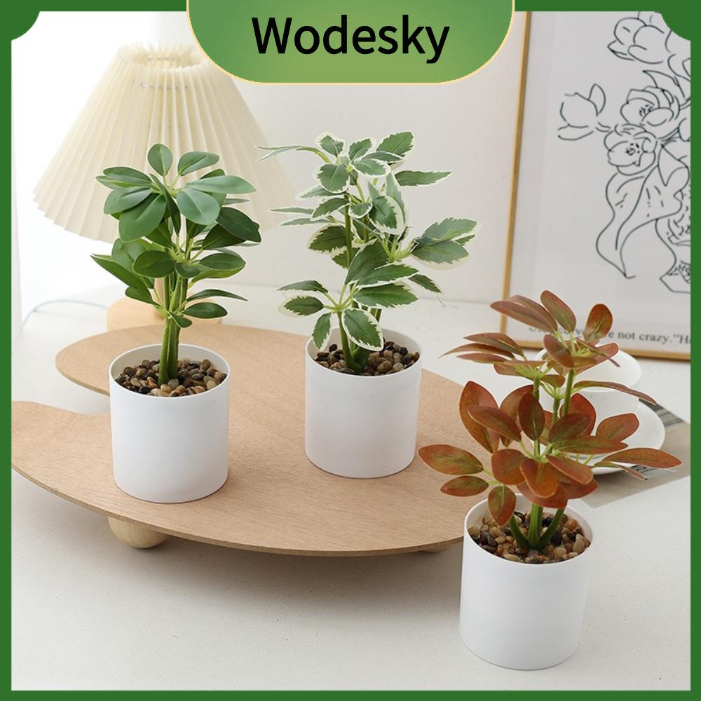 Shop Schefflera Plant at Best Prices for Your Needs | Lazada Singapore