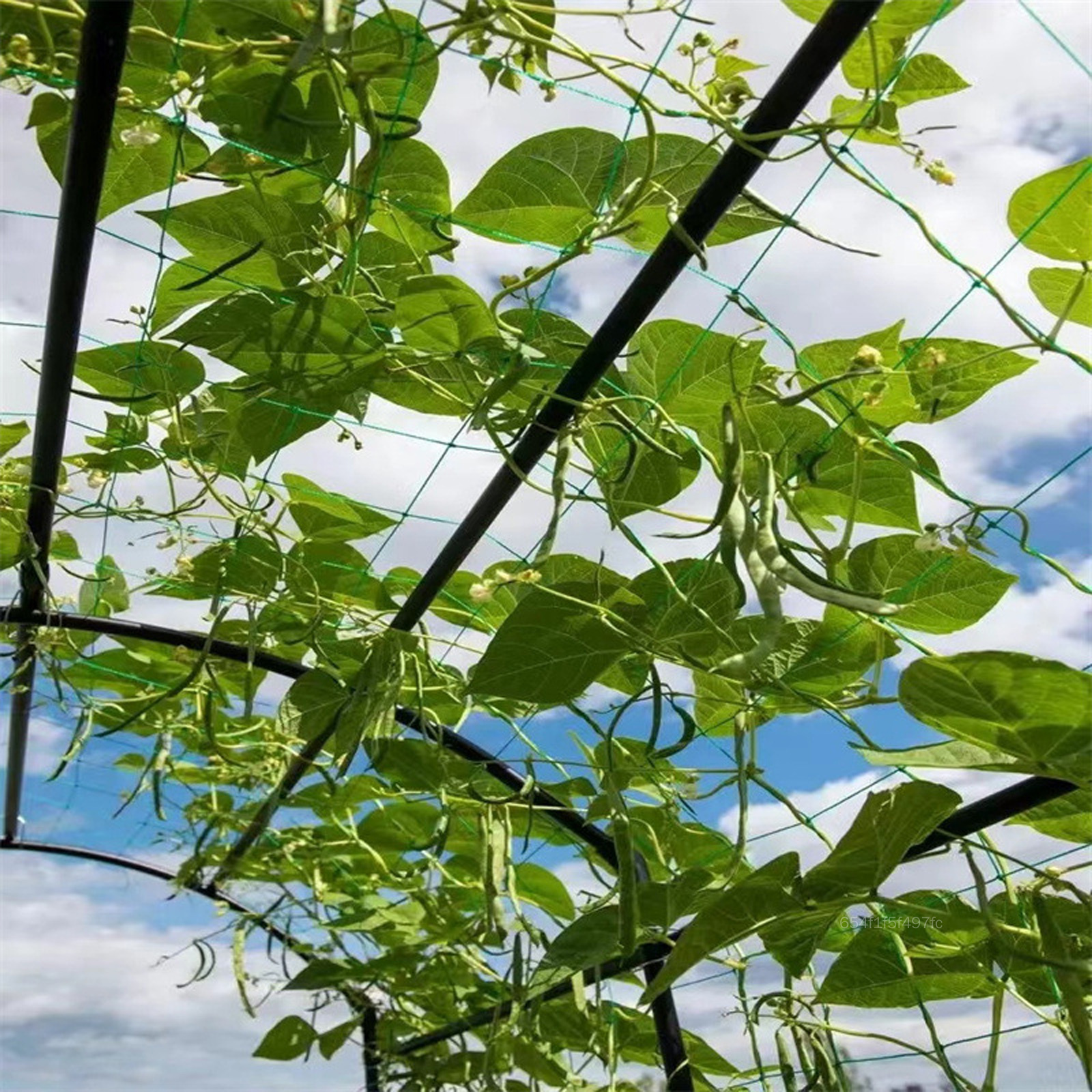 Cây chắc chắn trellis Giá giữ điện thoại dưa chuột treo dưa lưới leo thích hợp cho nho Trái Cây Rau PTS-MY