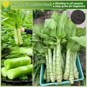 100% Legit Fresh Organic Asparagus Lettuce Seeds Vegetable Seeds for Planting Vegetable Plants Stem Lettuce Seed Bonsai Vegetables Seeds for Gardening Potted Vegetable Live Plants for Sale Real Plants buto ng halaman - Easy Grow, Fast Harvest