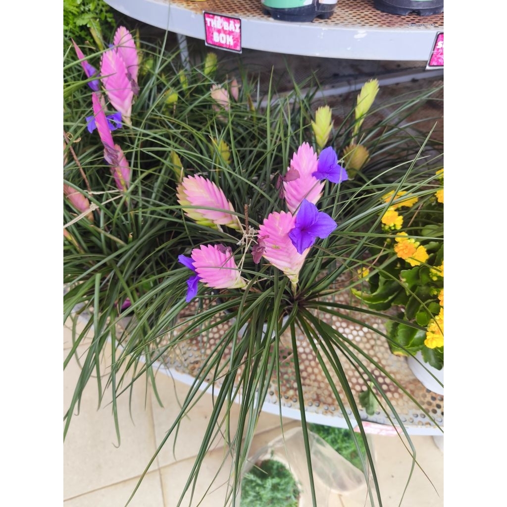 Cây thẻ bài hồng - Tillandsia cyanea