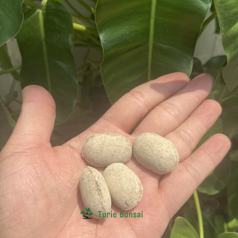 Phân hạt bàng Nhật Bản Phân tan chậm hữu cơ 12-6-6