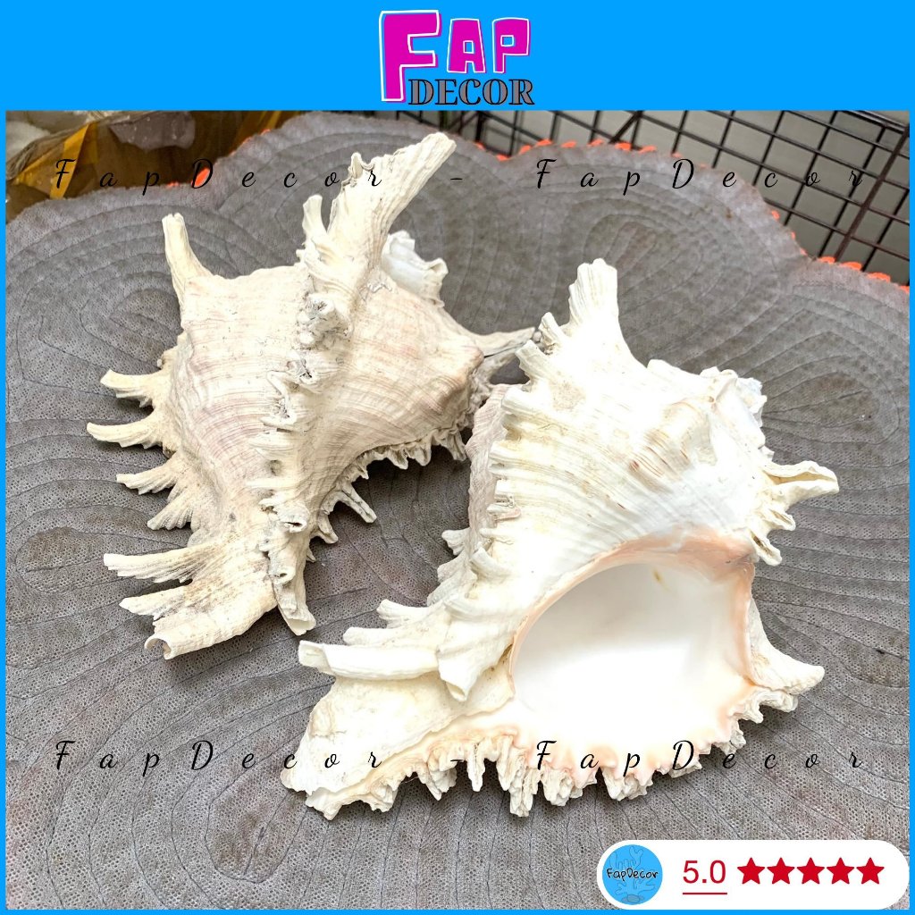Vỏ ốc gai con đại nhánh gai đẹp làm đồ hamdmade trang trí decor nhà cửa - fapdecor