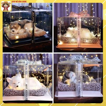 Quà Tặng Quà Lưu Niệm Hộp Trong Suốt Thú Cưng Dễ Thương Decor Phòng Ngủ Tặng Sinh Nhật