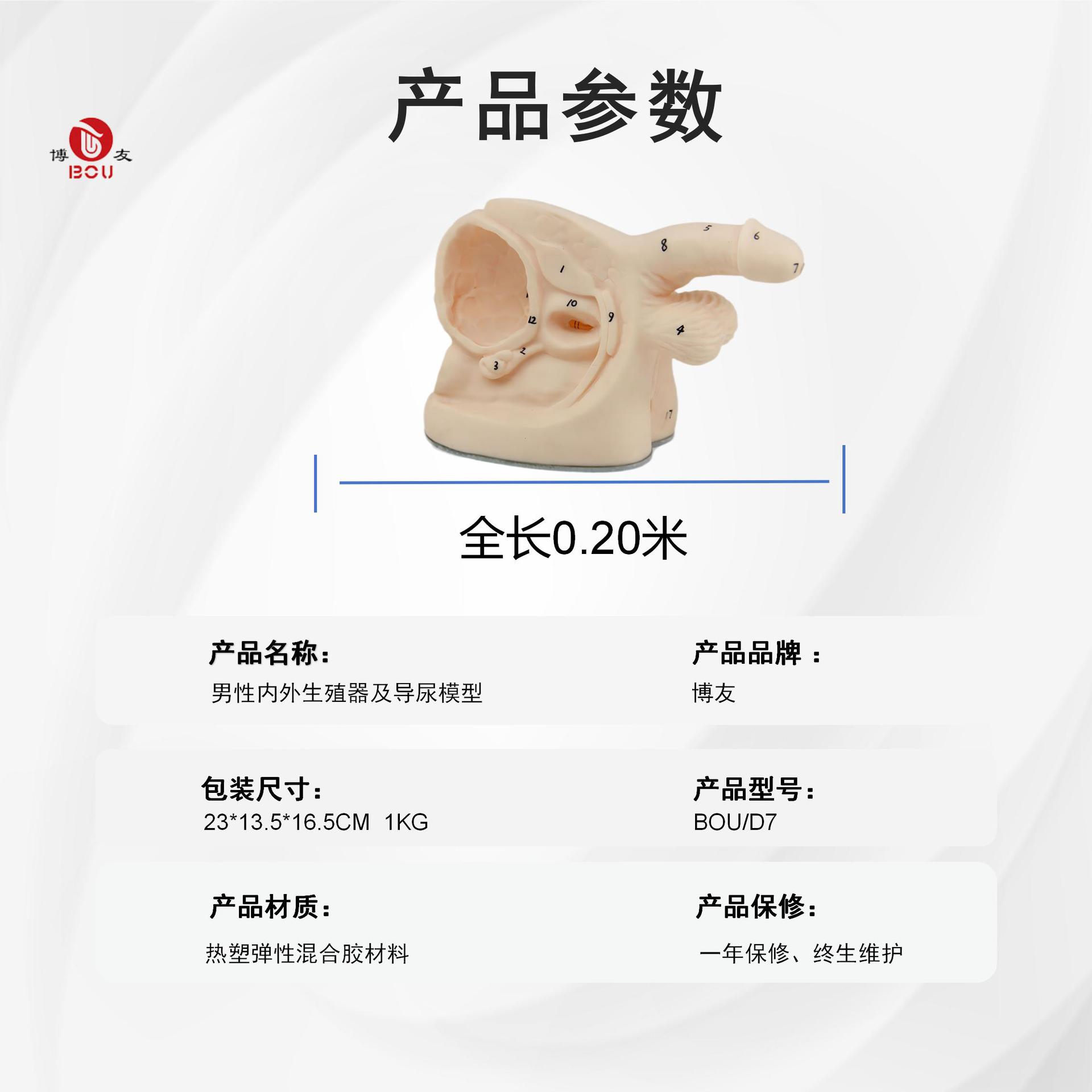+NEW Mô hình đặt catheter tiết niệu nam trong và ngoài của Boyou Chăm sóc đặt catheter Thực hành đặt catheter tiểu nam Mô hình điều dưỡng
