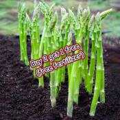 Fresh Organic Green Asparagus Seeds for Planting High Yield F1 Asparagus Seeds Garden Seeds Legit Vegetable Seeds Veggies Seedlings Balcony Potted Asparagus Live Plant Seeds Bonsai Vegetables Seeds for Gardening Easy To Grow Plants Buto Ng Gulay