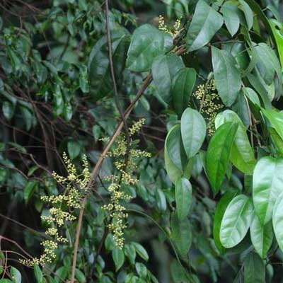 Dịch Chiết Hoàng Đằng